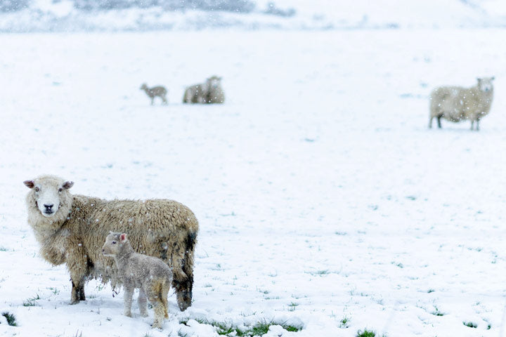 Sheep family in the snow.